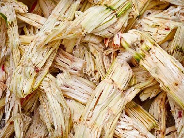 làm giàu từ bã mía