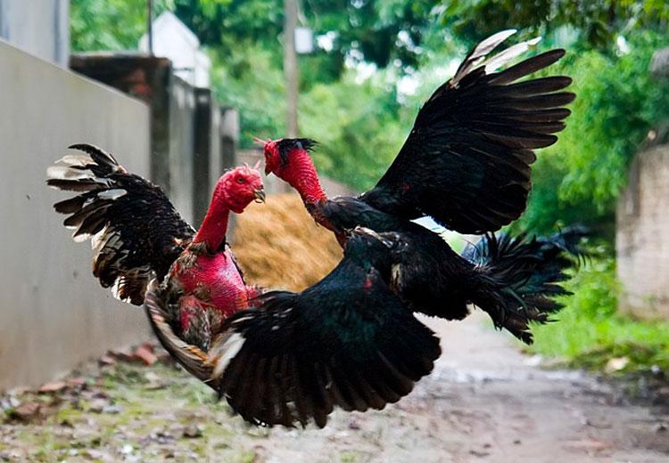Cách nuôi gà đá hiệu quả để làm giàu