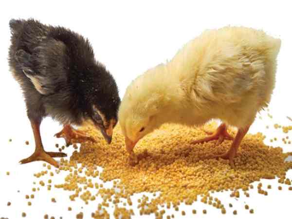 làm giàu từ chăn nuôi gà đá