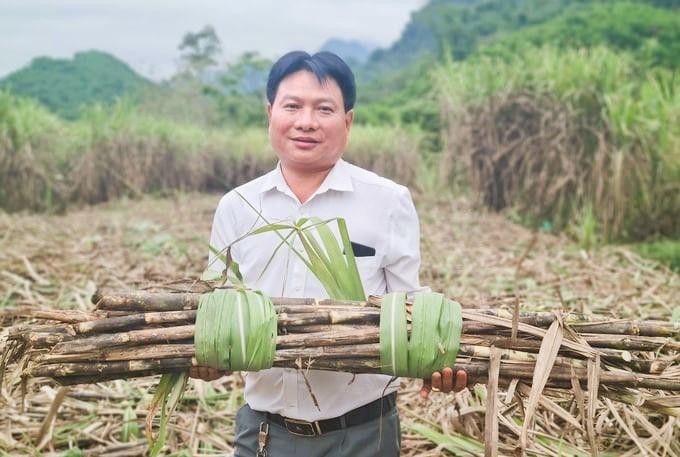 1. Bã mía là gì và có giá trị kinh tế ra sao?